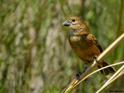 DOMINÓ (Sporophila collaris) - (Hembra) Paso Averìas - ROCHA (Marzo 2011)